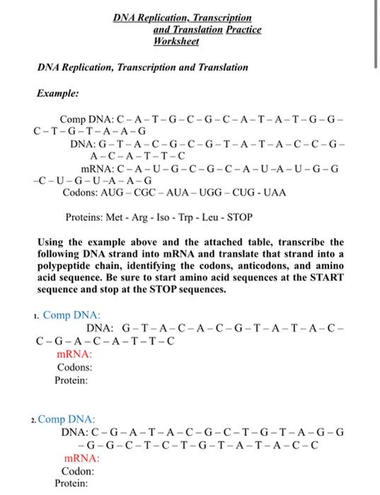 Solved DNA Replication, Transcription and Translation | Chegg.com