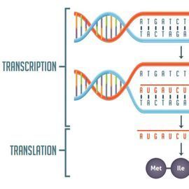 Transcription vs Translation Worksheet | Technology Networks
