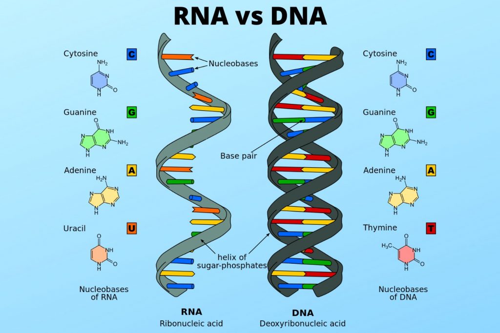 DNA vs RNA - Similarities and Differences