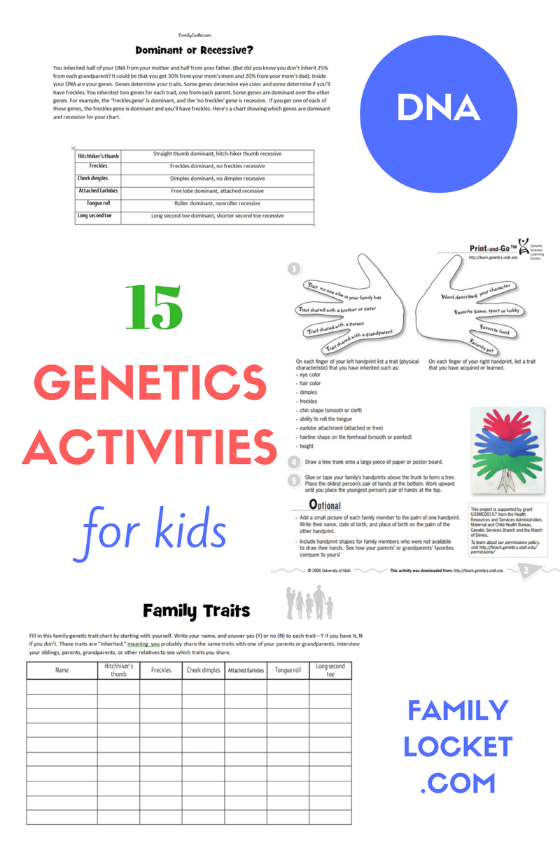15 Genetics Activities for Kids - Family Locket