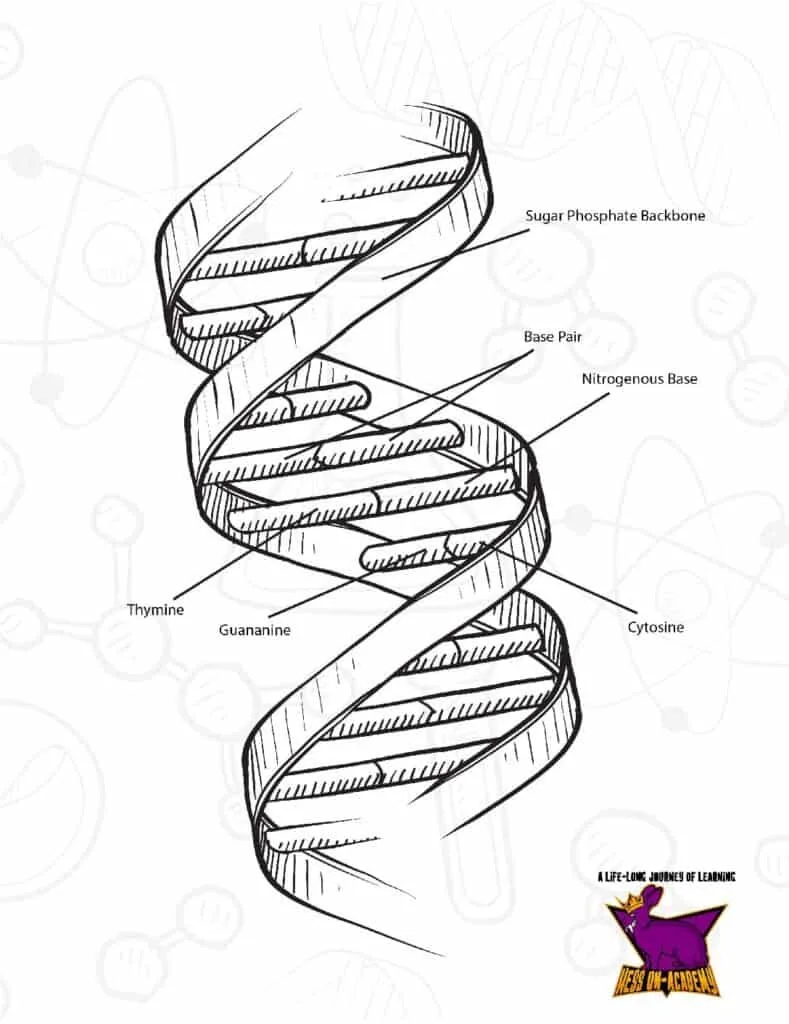 Julia Nordstrom - Copy of DNA Coloring - The Double Helix.pdf ...