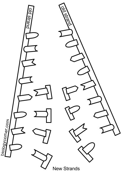 DNA - The Double Helix, Coloring Worksheet