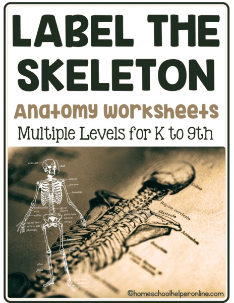 downloads free labeling worksheet bones