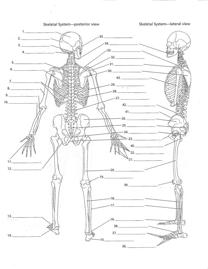 downloads free labeling worksheet bones