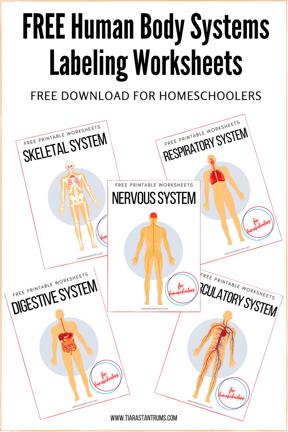 downloads free labeling worksheet bones