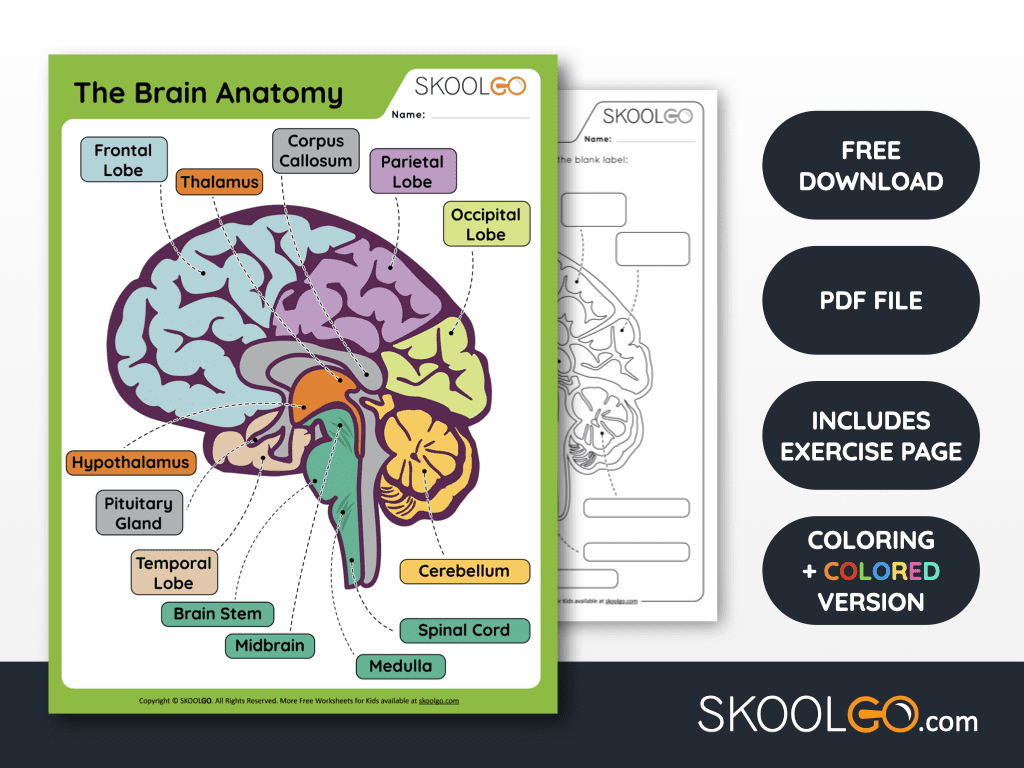 downloads free labeling worksheet bones