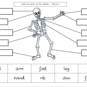 downloads free labeling worksheet bones