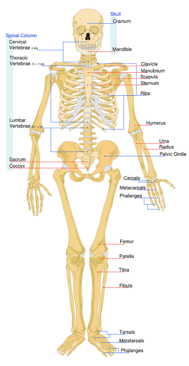 downloads free labeling worksheet bones