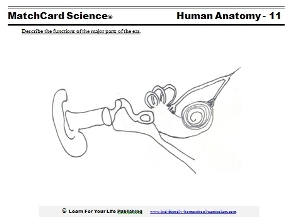 Human Ear Diagram
