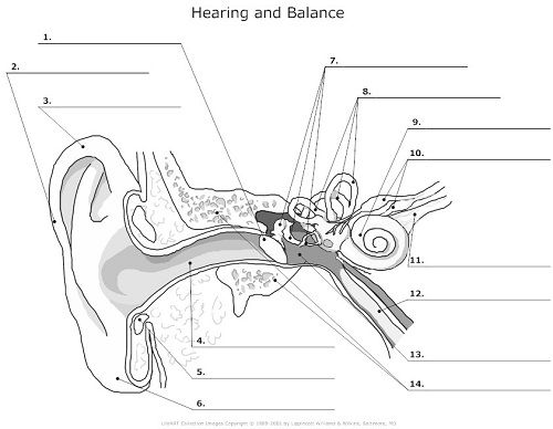 Ear Anatomy Worksheet - Learn the Structure of the Human Ear