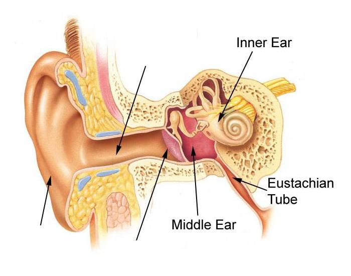 ear diagram worksheet