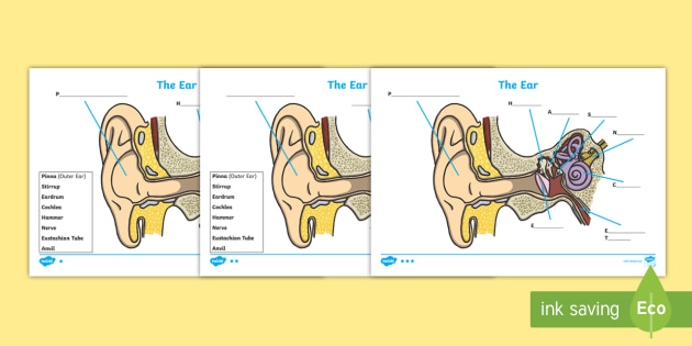 Parts of the Ear Labelled Diagram Activity |  
