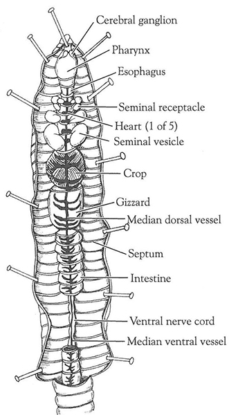 earthworm anatomy worksheet