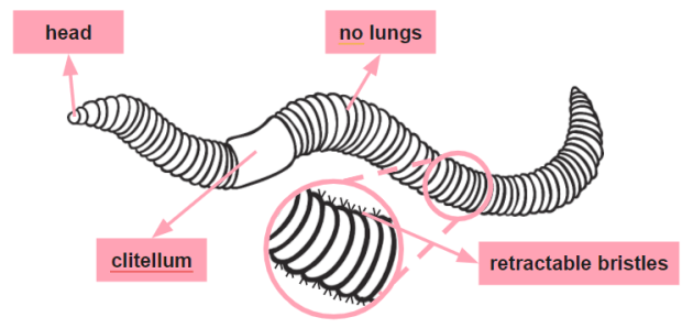 earthworm anatomy worksheet