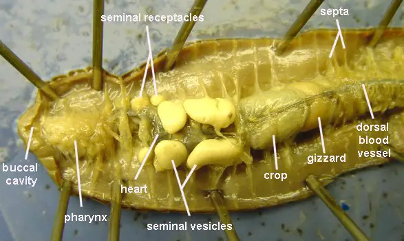 Earthworm Anatomy and Dissection Guide - BIOLOGY JUNCTION