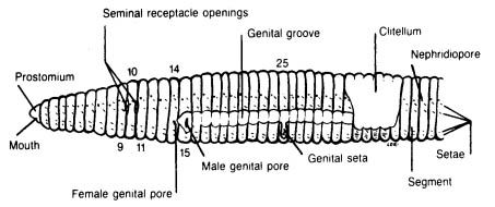 earthworm anatomy worksheet