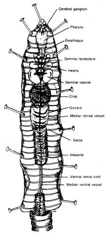 10 Earthworm ideas | earthworms, interactive science notebook ...