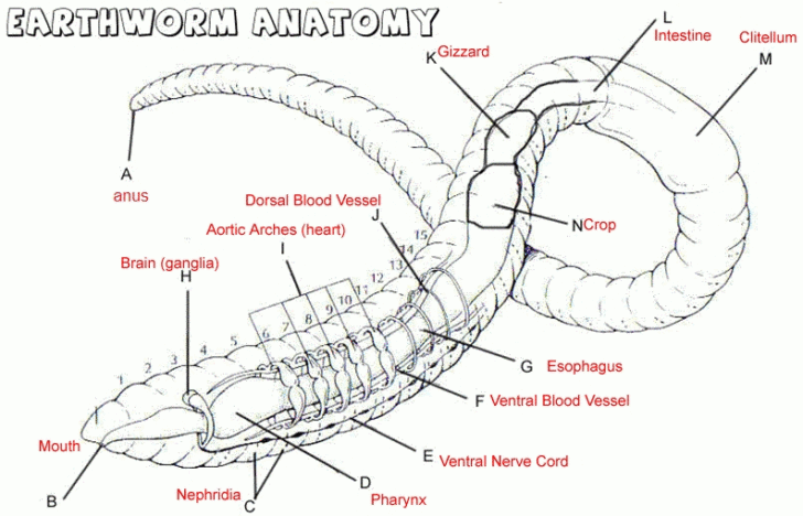earthworm worksheet answers