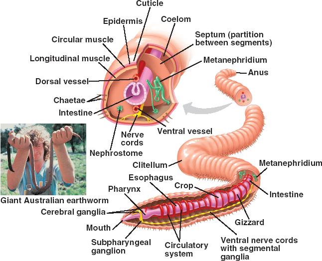 earthworm worksheet answers