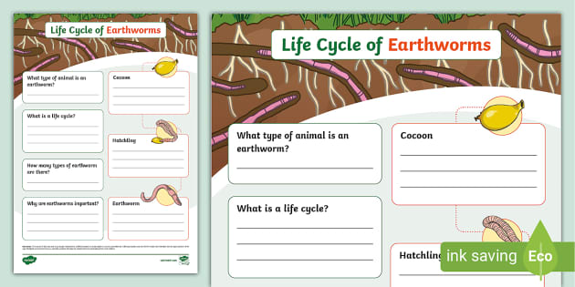 Life Cycle of an Earthworm Fact File Template (teacher made)