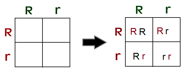 How to Solve Punnett Squares