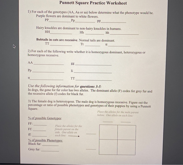easy punnett square worksheet