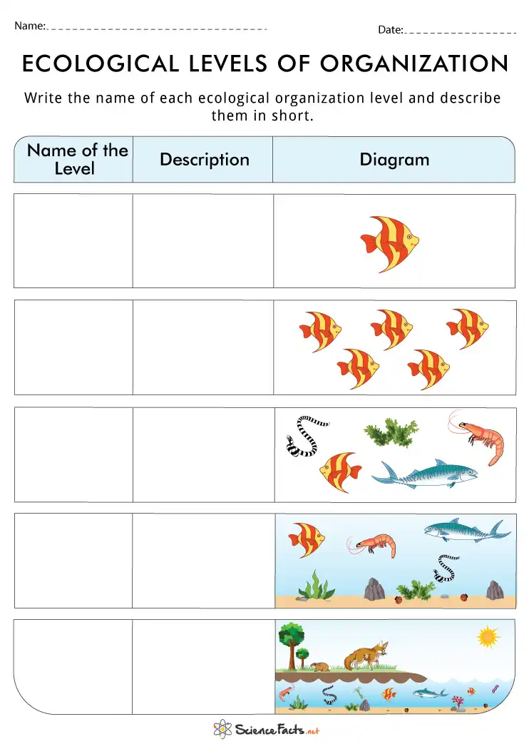 ecology worksheet middle school