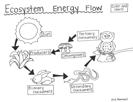 Ecosystem Energy Flow Printable Coloring Page - Educational ...