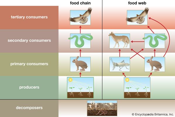 ecosystem - Kids | Britannica Kids | Homework Help