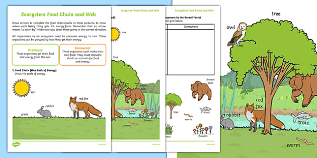 Ecosystem Food Chain and Web Worksheet (teacher made)