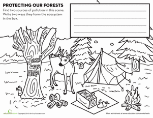 Protecting Forests | Worksheet 