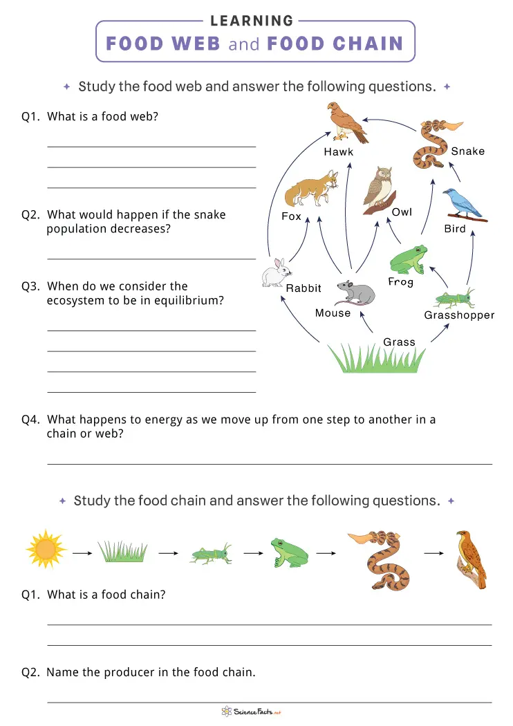 Food Webs and Food Chains Worksheets - Free Pintables