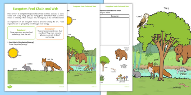 Ecosystem Food Chain and Web Worksheet (teacher made)