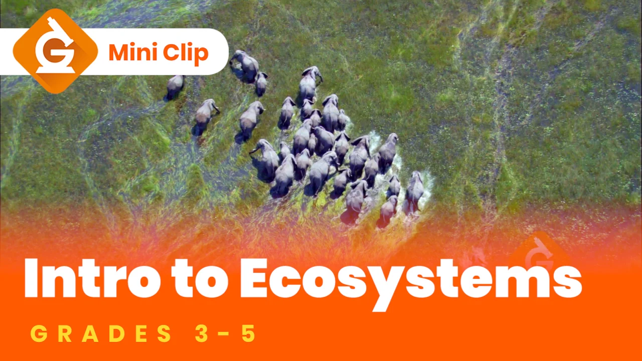 ecosystems for kids worksheet