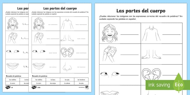 el cuerpo worksheet