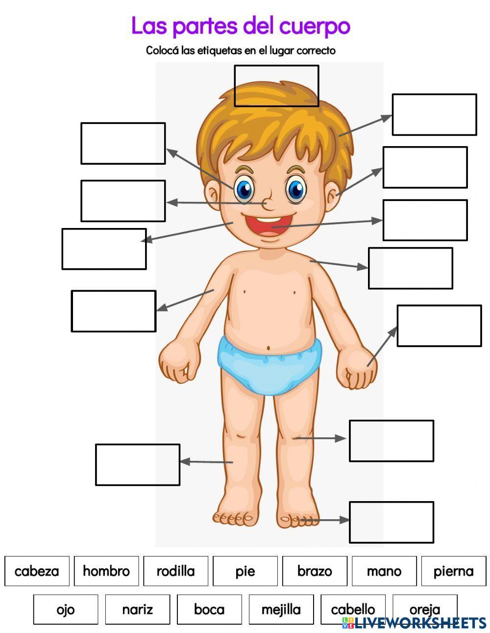 el cuerpo worksheet