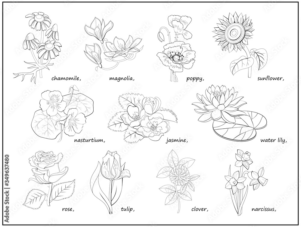 Set of black and white illustrations with different flowers for ...