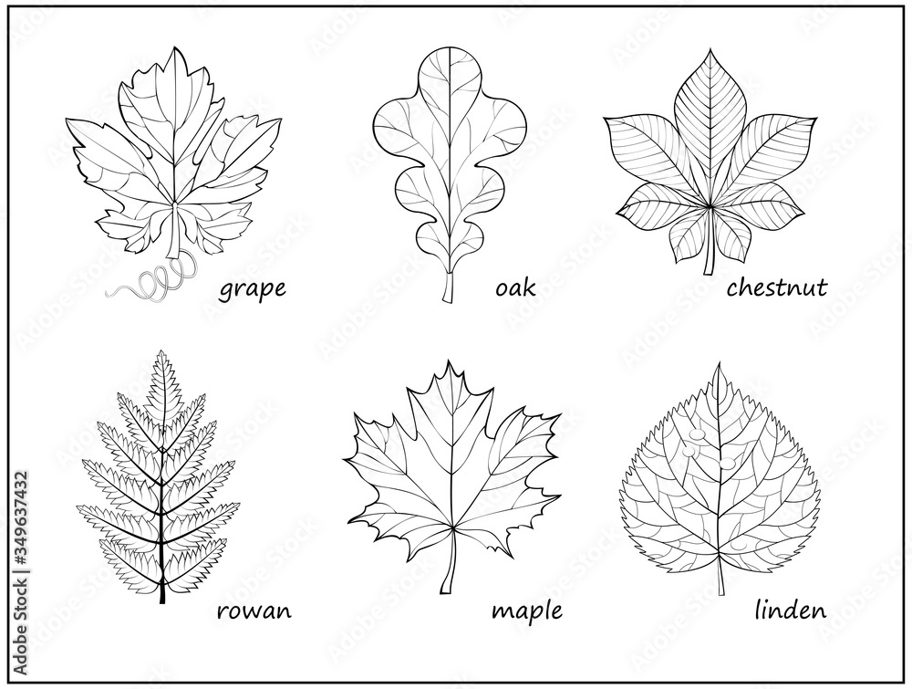 Set of black and white illustrations with different leaves for ...