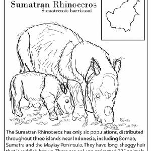 13 Endangered Species 4th Grade Worksheets 