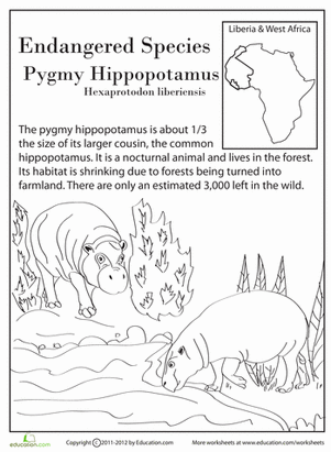 Endangered Species: Pygmy Hippo | Worksheet 