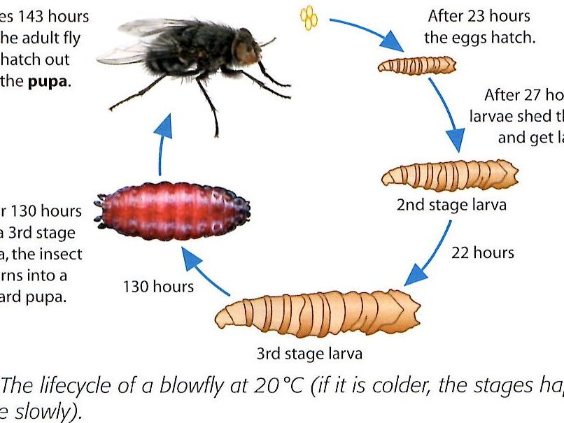 Forensic Entomology activity  