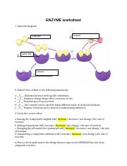 ENZYME worksheet.docx - ENZYME worksheet 1. Label the diagram ...