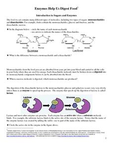 Enzymes Lesson Plans &  Worksheets | Lesson Planet