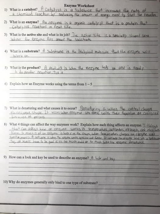 Solved Enzyme Worksheet of 2) what is an enzyme? An enyne is ...
