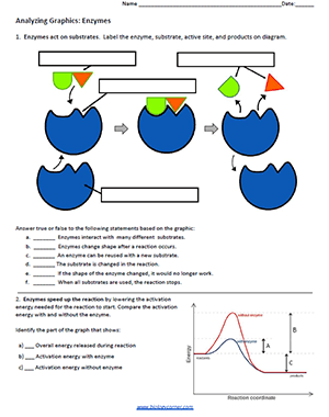 Analyzing Graphics: Enzymes