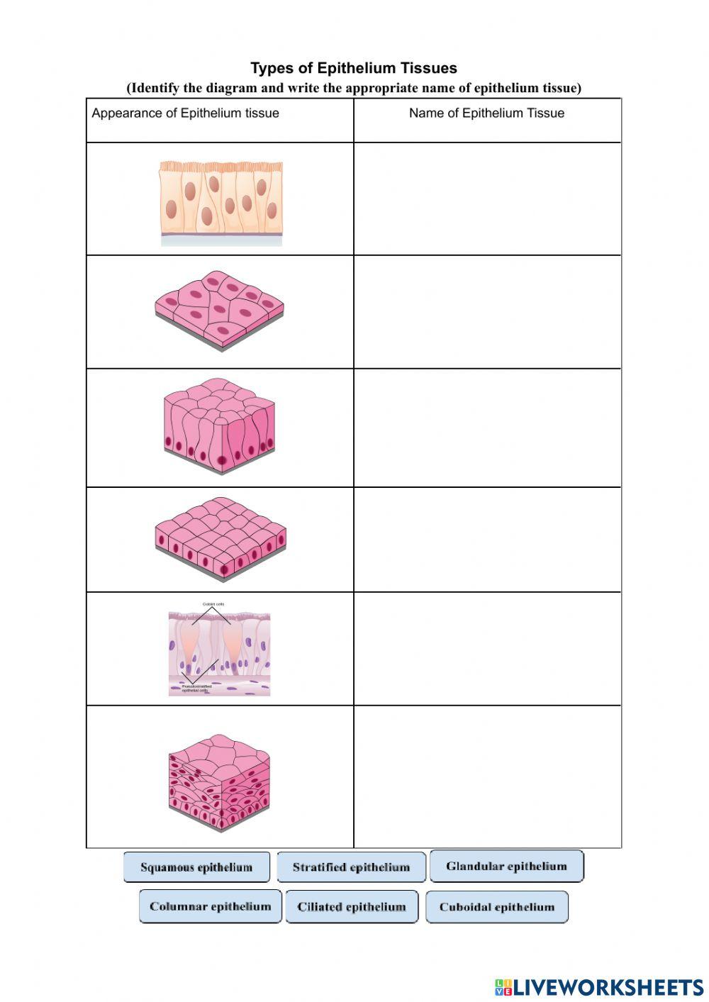 Types of Epithelium Tissue worksheet  