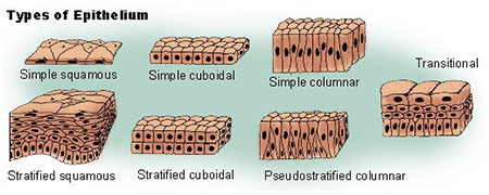 epithelial tissue worksheet