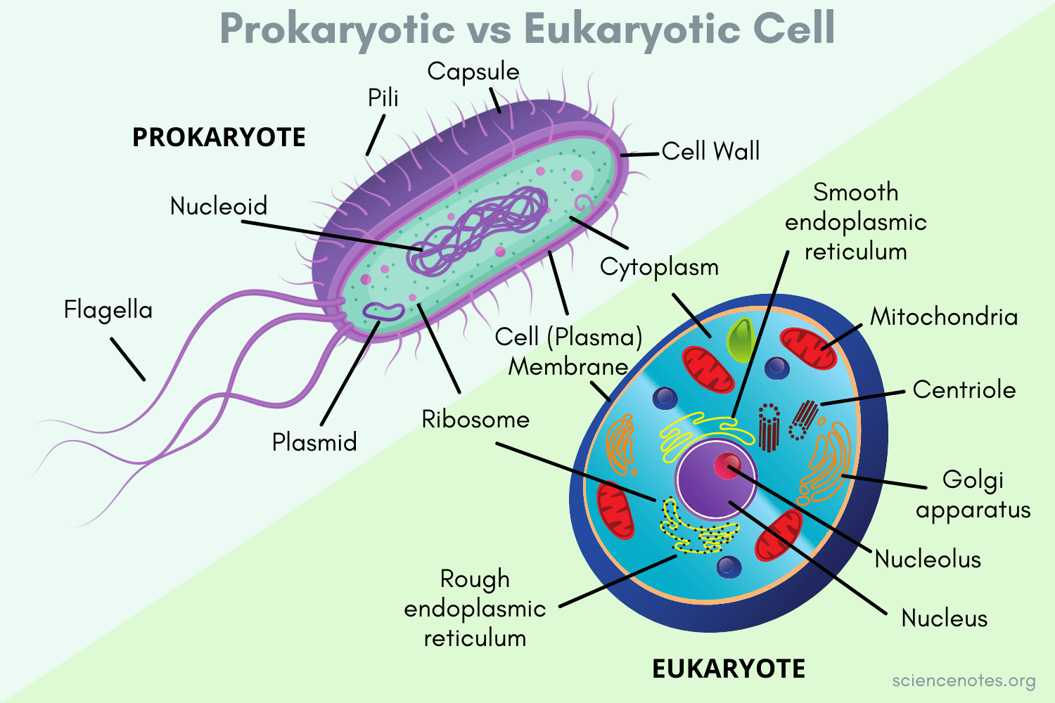 Prokaryotic vs Eukaryotic Cells - Similarities and Differences