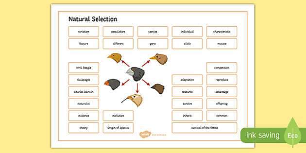 Natural Selection Word Mat (Lehrer gemacht) - Twinkl