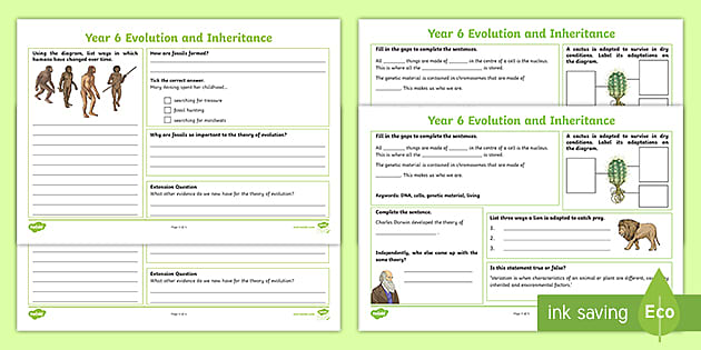 evolution worksheet middle school